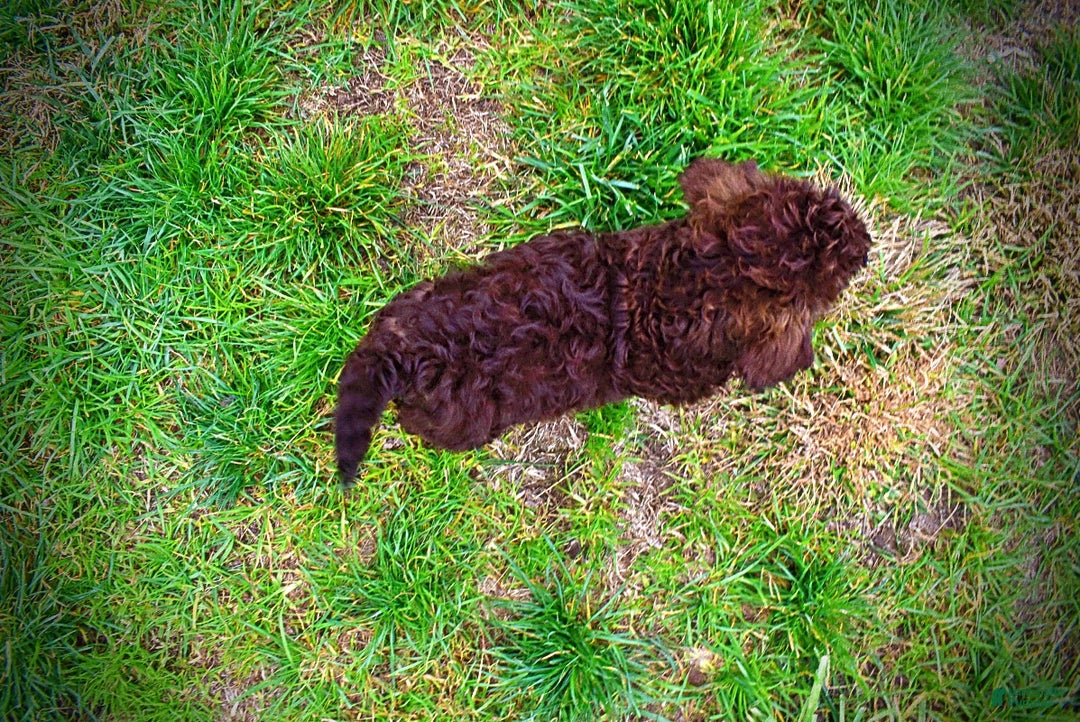 Havapoo dogs for sale: Lady - Ad 18