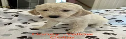 Goldendoodle dogs for sale: Ivy Purple Female Goldendoodle  - Ad 13