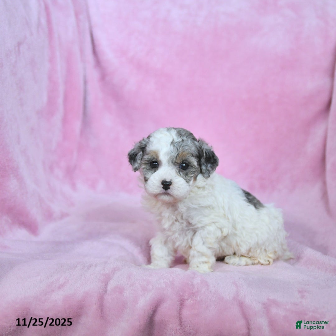 Toy Poodle dogs for sale: Kendra - Ad 5