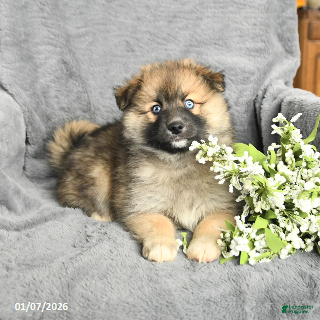 Pomsky dogs for sale: Fletcher - Ad 8