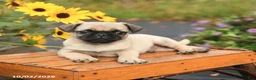 Pug dogs for sale: Nick  - Ad 4