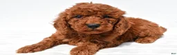 Mini Goldendoodle dogs for sale: Bimbo - Ad 3