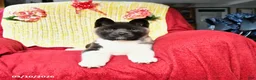 Akita dogs for sale: Twinkle Special Needs - Ad 2