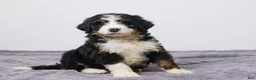 Bernedoodle dogs for sale: Kenton - Ad 5