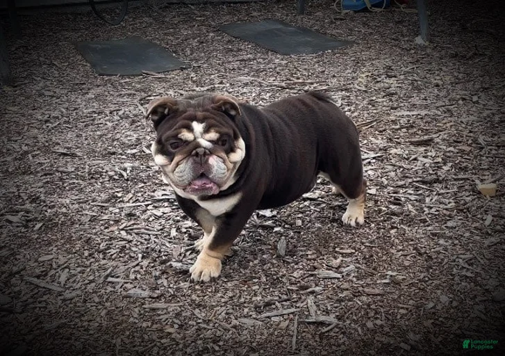 Gallery Image {{count}}