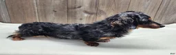 Miniature Dachshund dogs for sale: Kody - Ad 10
