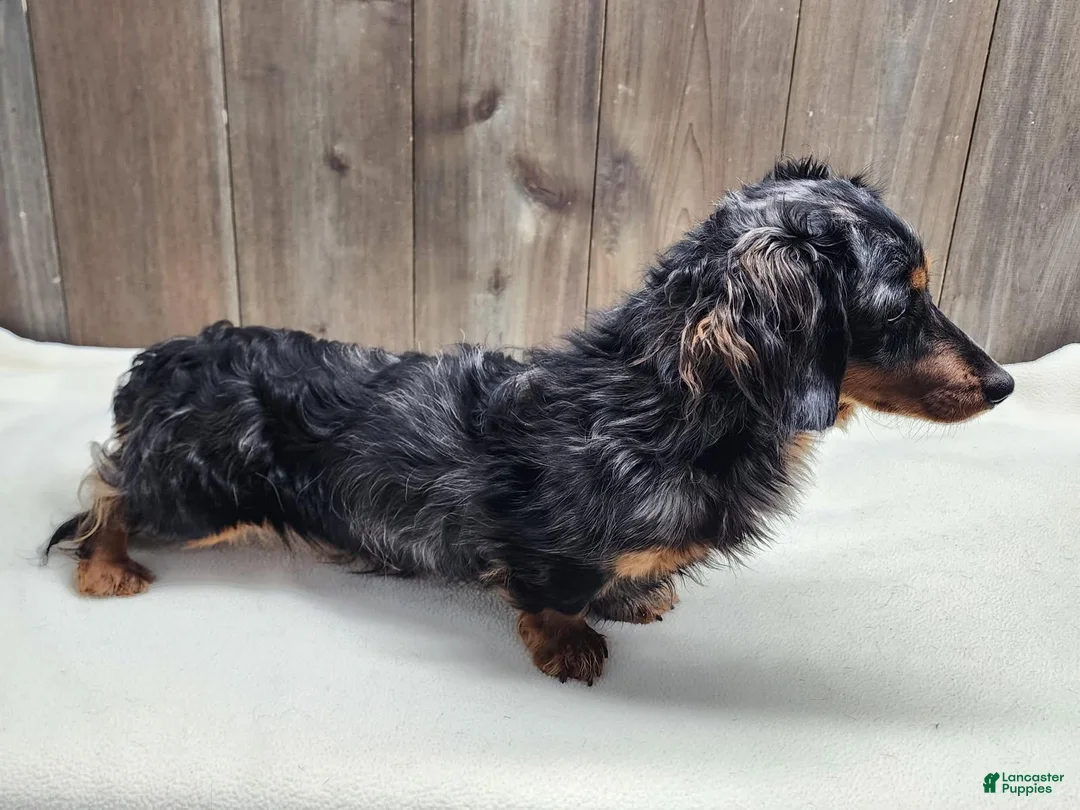 Miniature Dachshund dogs for sale: Kody - Ad 10