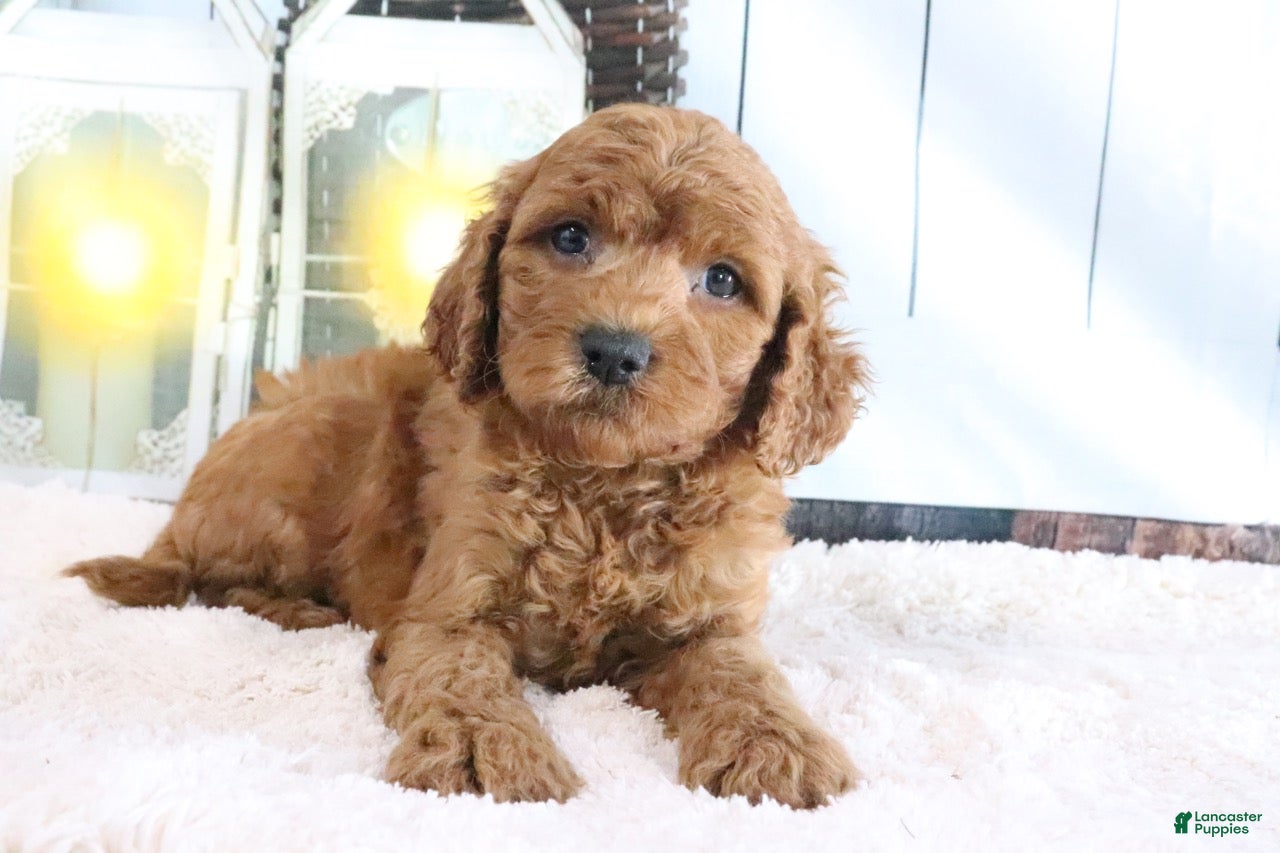 Mini Goldendoodle dogs Max - Ad 1