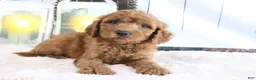 Mini Goldendoodle dogs for sale: Max - Ad 1