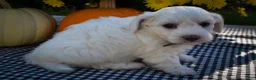 Maltese dogs for sale: Darling🩷 - Ad 12