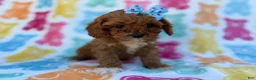 Cavapoo dogs for sale: Nova - Ad 5