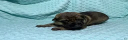 German Shepherd dogs for sale: Daisy - Ad 11