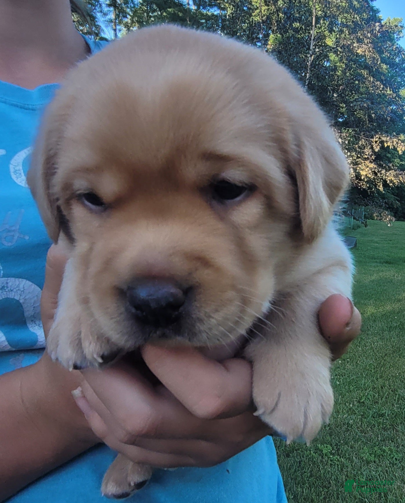 Labrador Retriever dogs Laredo  - Ad 1