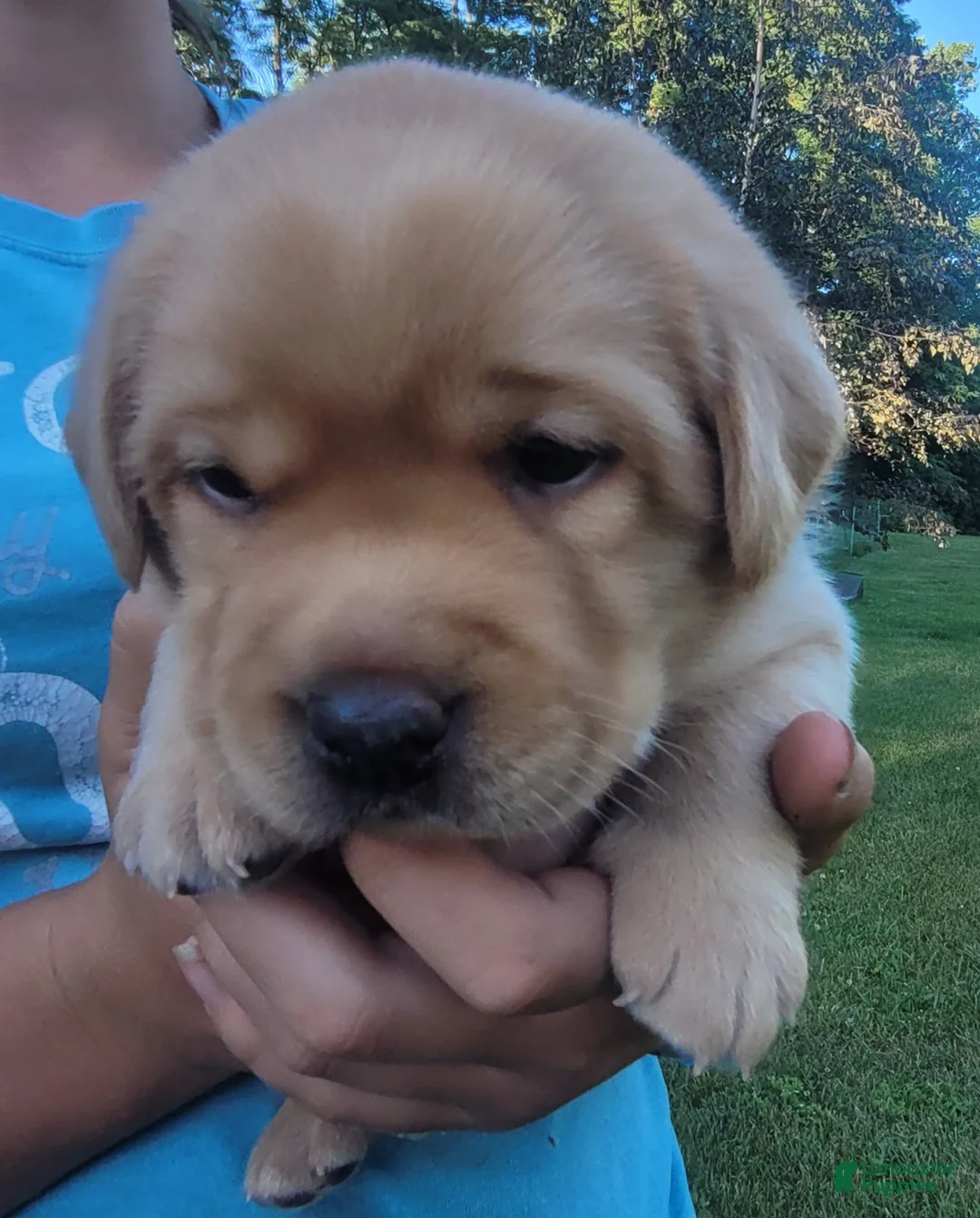 Labrador Retriever dogs for sale: Laredo  - Ad 1