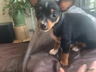 Chihuahua dogs Puppy 1 - Ad 4