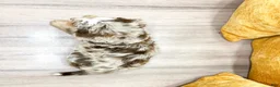 Mini Bernedoodle dogs for sale: Willow - Ad 6