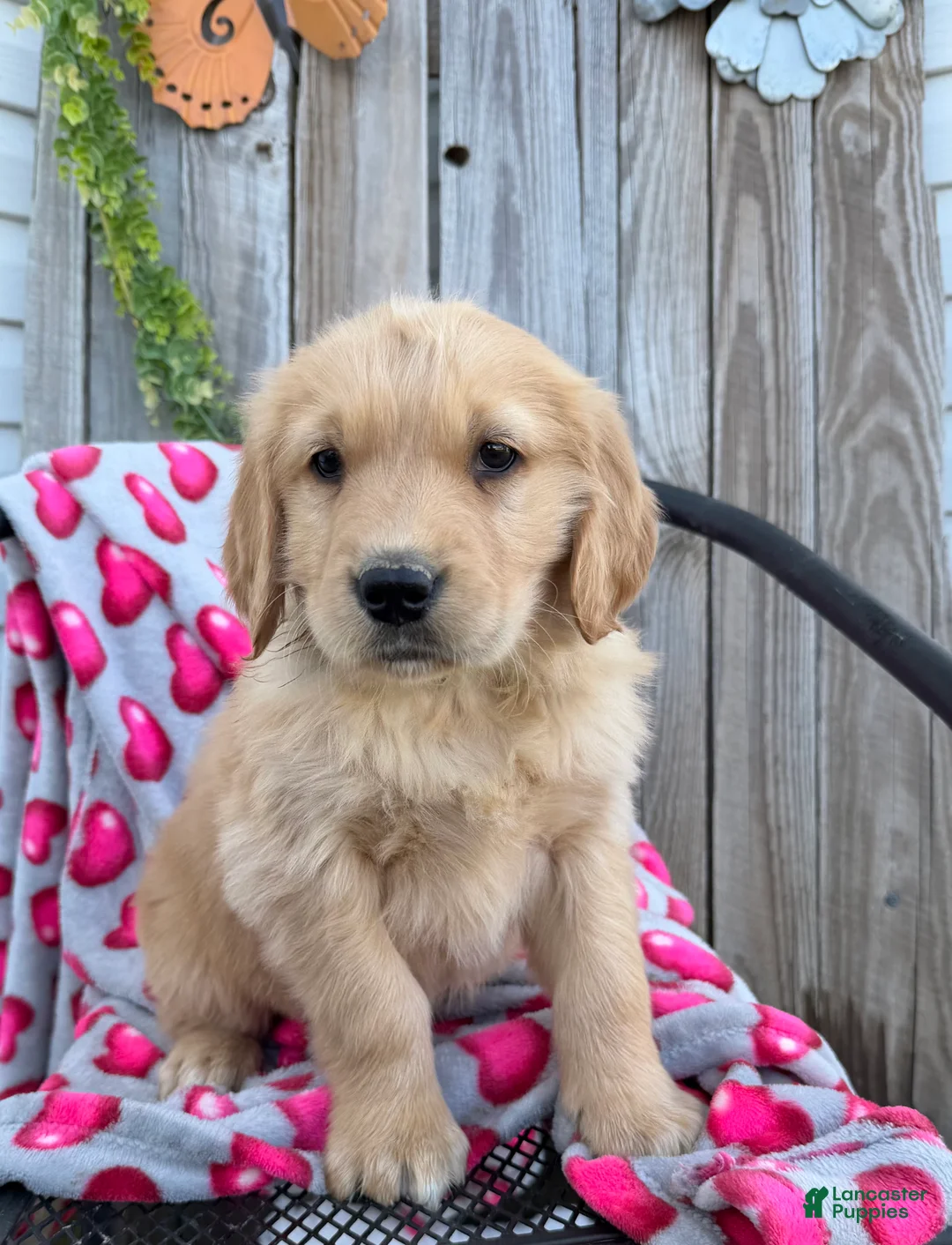 Golden Retriever dogs for sale: A J - Ad 2