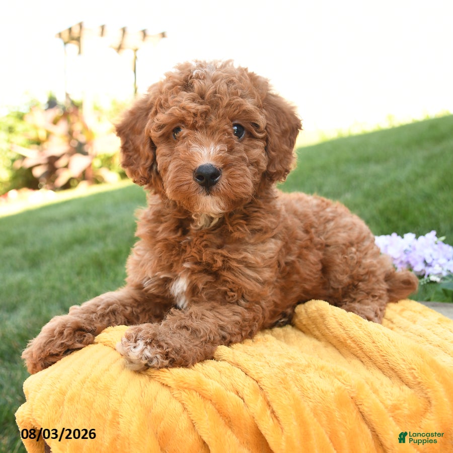 Miniature Poodle dogs Murphy - Ad 1