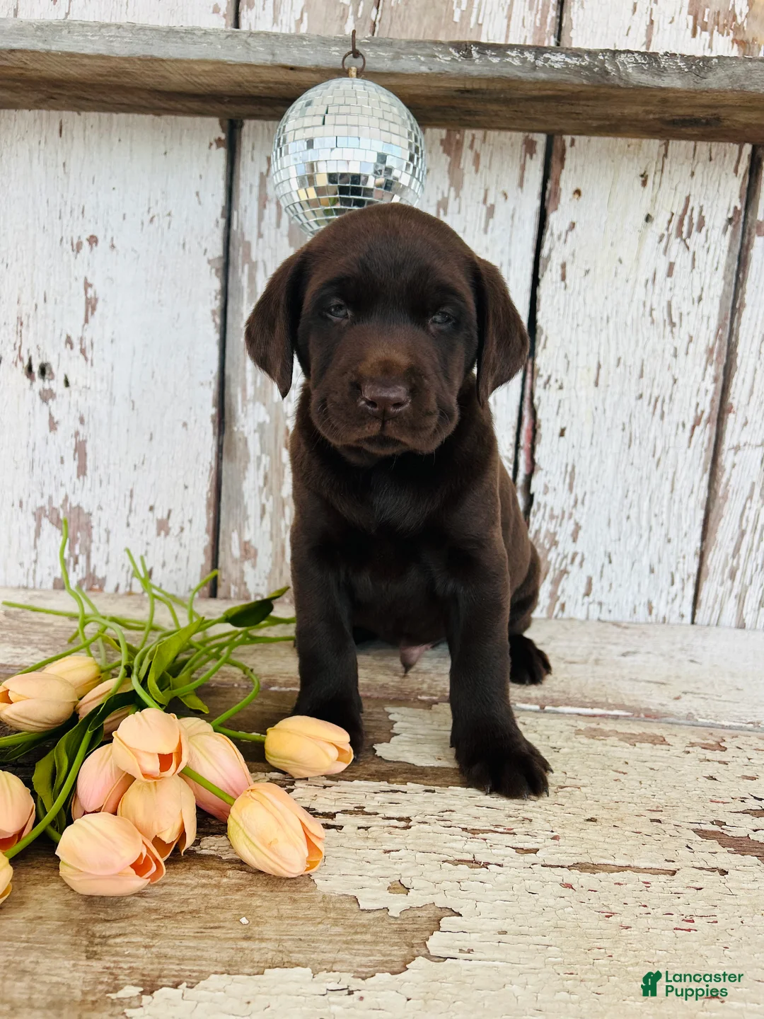 Labrador Retriever dogs for sale: Archie - Ad 3