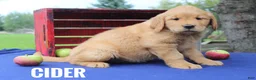 Golden Retriever dogs for sale: Cider - Ad 3
