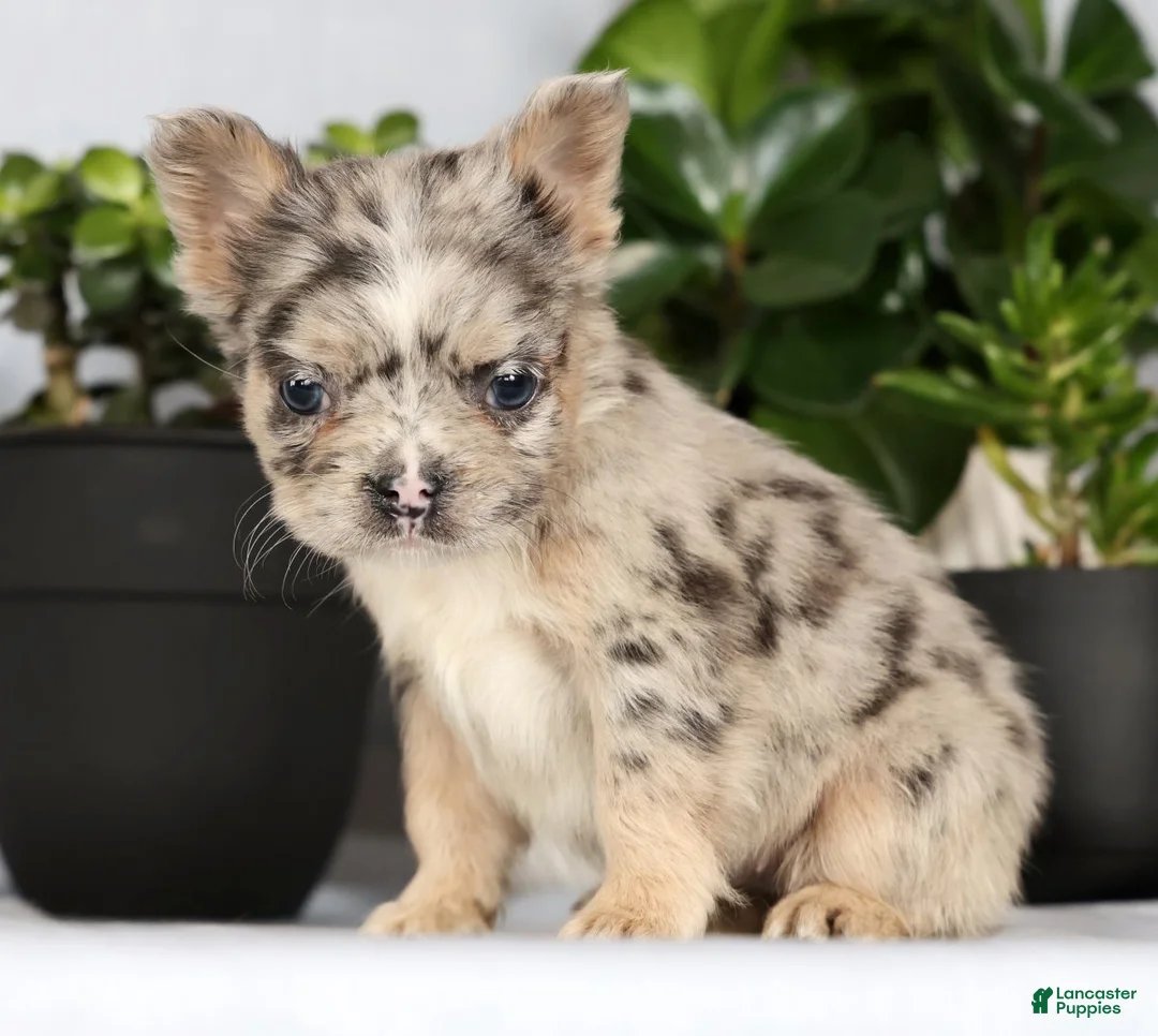 French Bulldog dogs for sale: Nellie - Ad 1