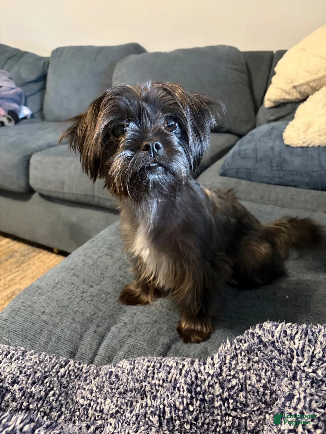 Shorkie dogs for sale: Shorkie 1 - Ad 7