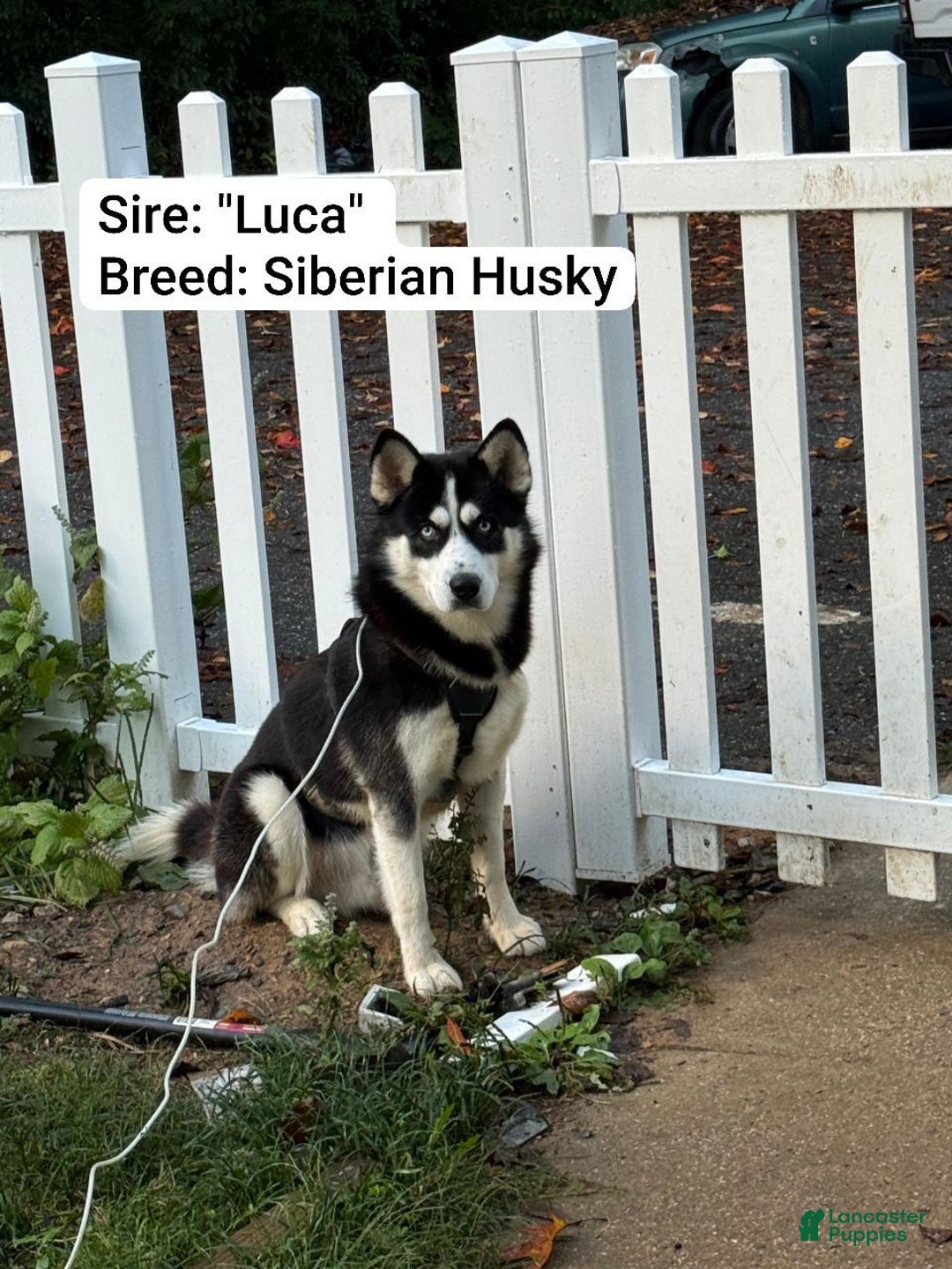 Mixed Breed dogs for sale: Ponyo - Ad 5