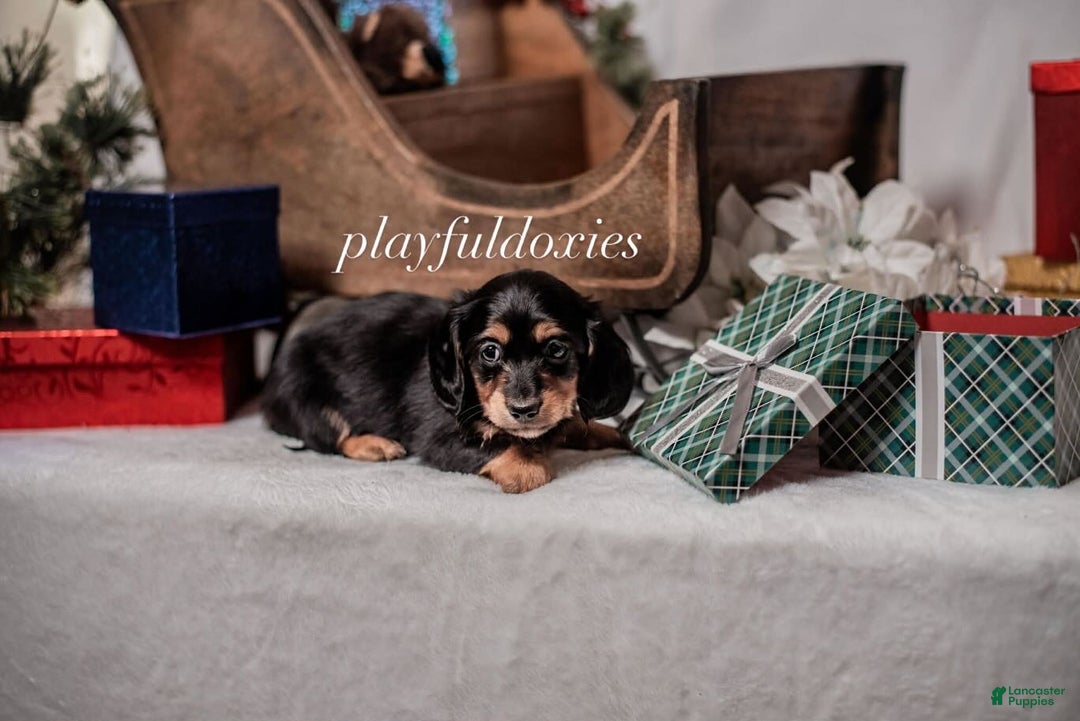Miniature Dachshund dogs for sale: Pink Collar Black & Tan Dachshund Puppy  - Ad 6