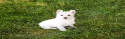West Highland Terrier dogs for sale: Quincey  - Ad 5