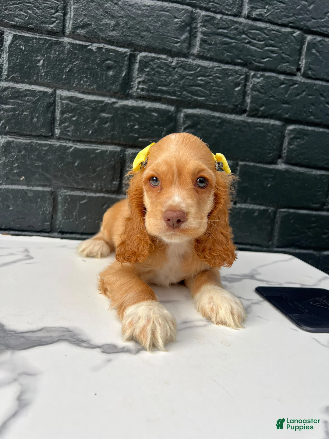 Cocker Spaniel dogs for sale: 💛🤍  Bella 🤍💛 - Ad 1