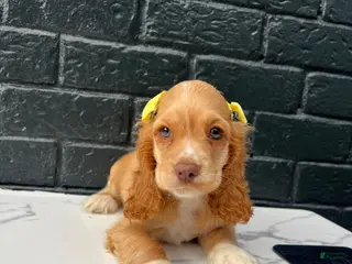 Cocker Spaniel dogs 💛🤍 Bella 🤍💛 - Ad 9