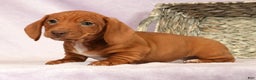 Miniature Dachshund dogs for sale: Seth - Ad 5