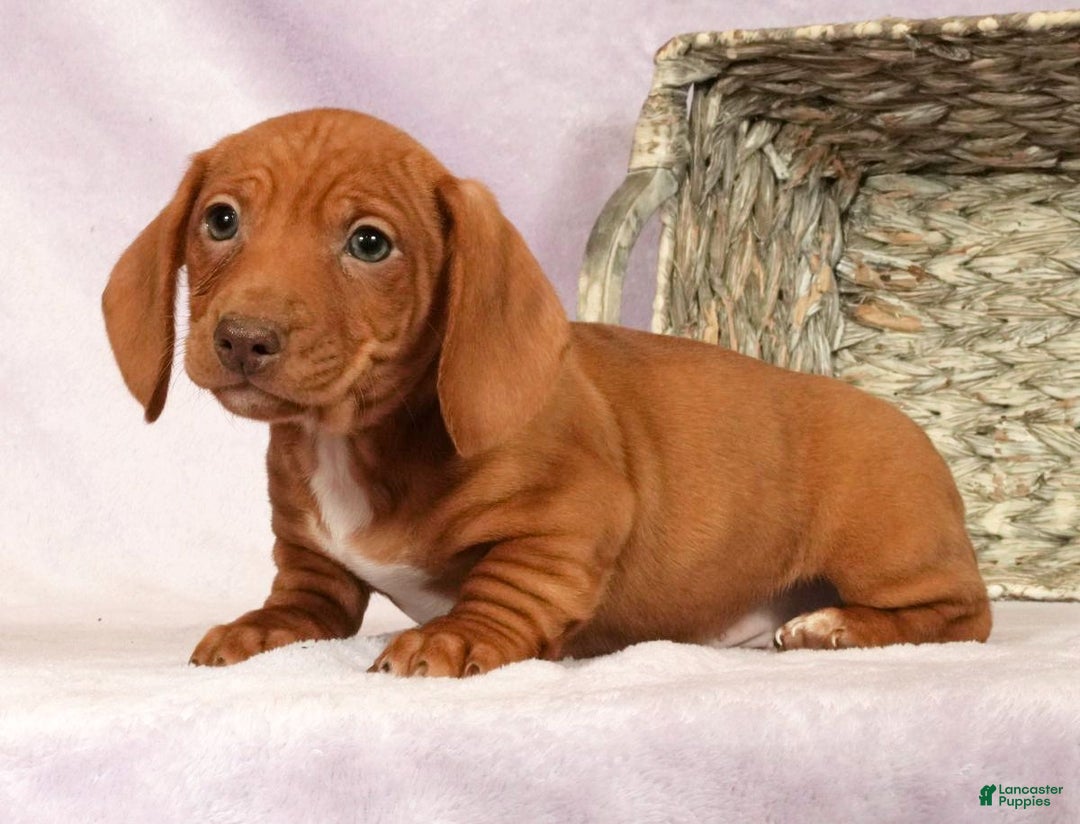 Miniature Dachshund dogs for sale: Seth - Ad 5