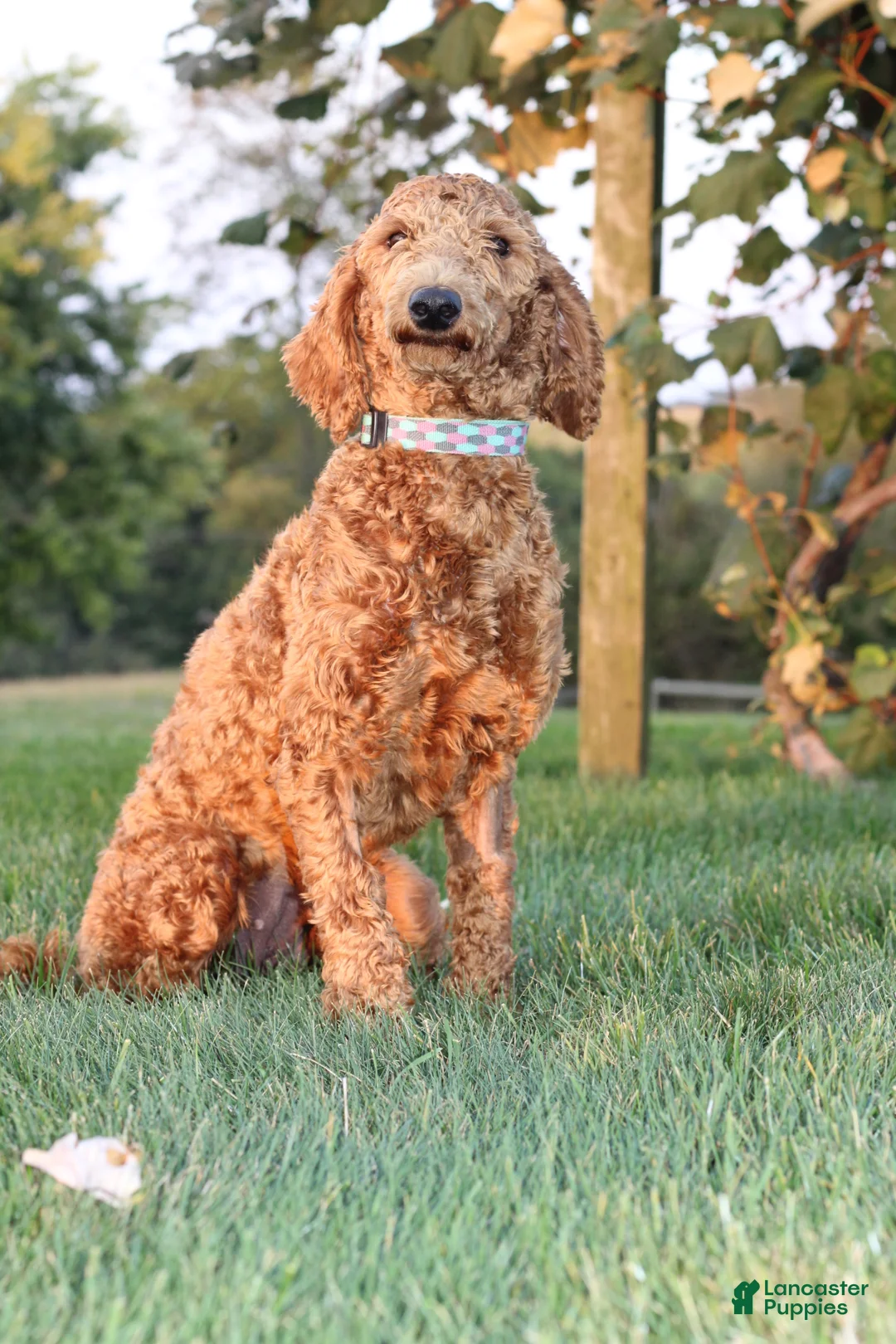 Miniature Poodle dogs for sale: AKC Piper - Ad 14