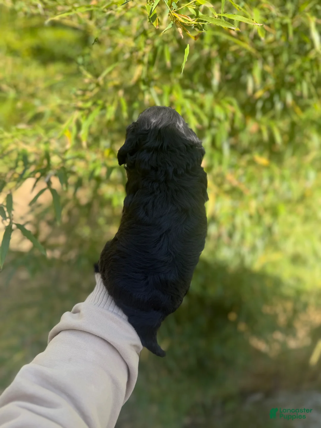 Cockapoo dogs for sale: Cockapoo Puppy 3 - Ad 2