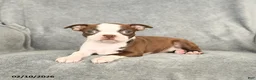 Boston Terrier dogs for sale: Daisy - Ad 3