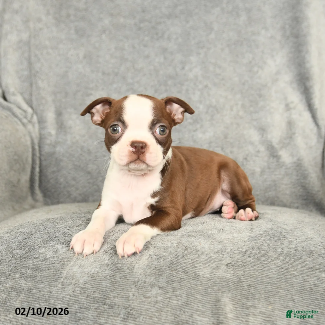 Boston Terrier dogs for sale: Daisy - Ad 3