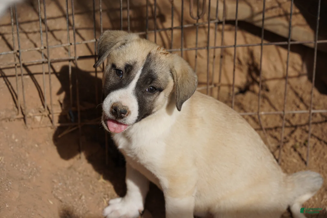 Mixed Breed dogs for sale: Bansky Blonde 1 F - Ad 1