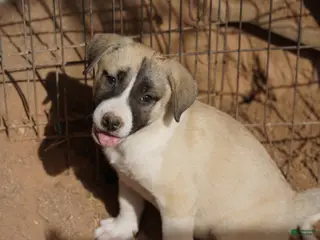 Mixed Breed dogs Bansky Blonde 1 F - Ad 25