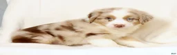 Miniature Australian Shepherd dogs for sale: Leo - Ad 9