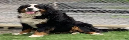 Bernese Mountain Dog dogs for sale: Bernese Mountain Dog Puppy 1 - Ad 3