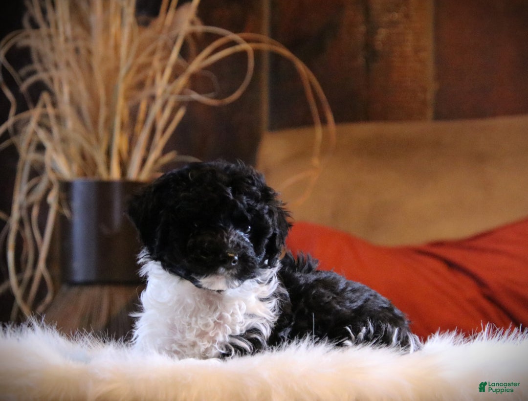 Cockapoo dogs for sale: Dazzle - Ad 3