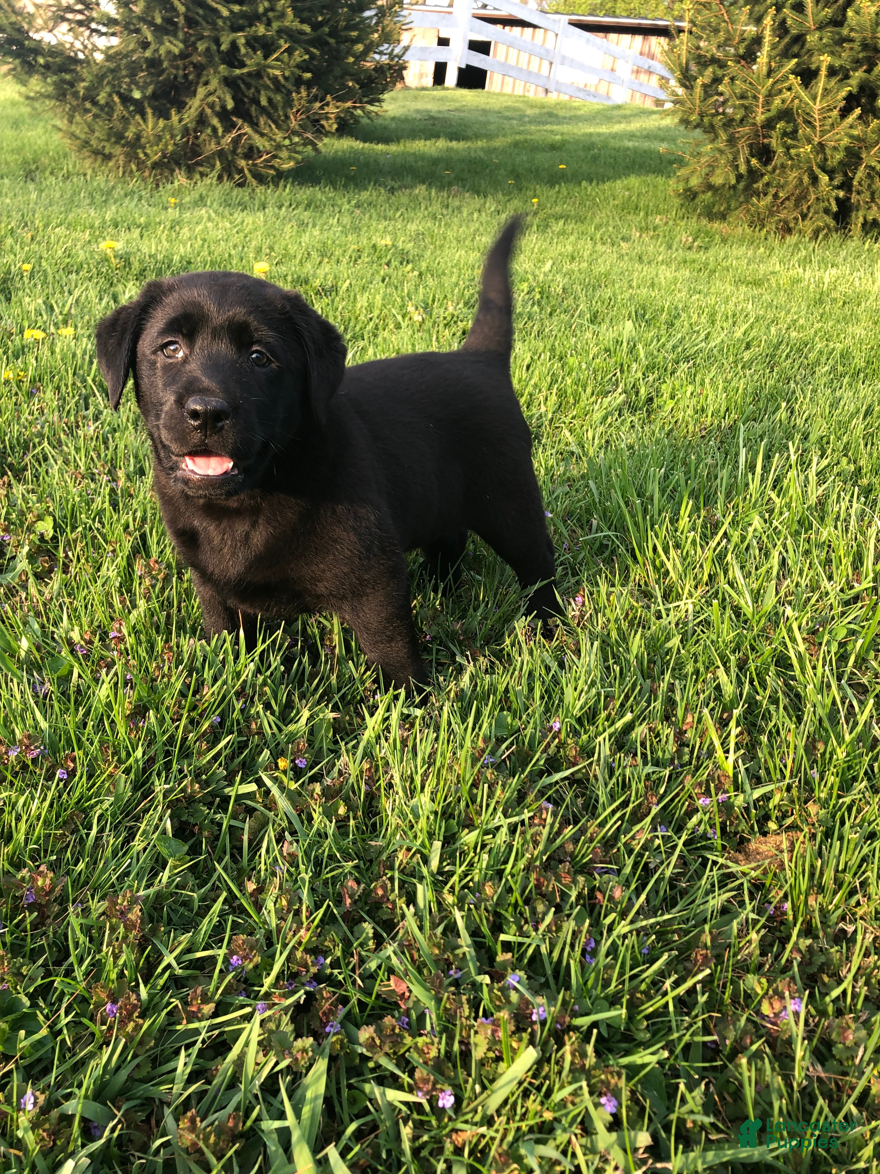 Labrador Retriever dogs Tulip - Ad 2