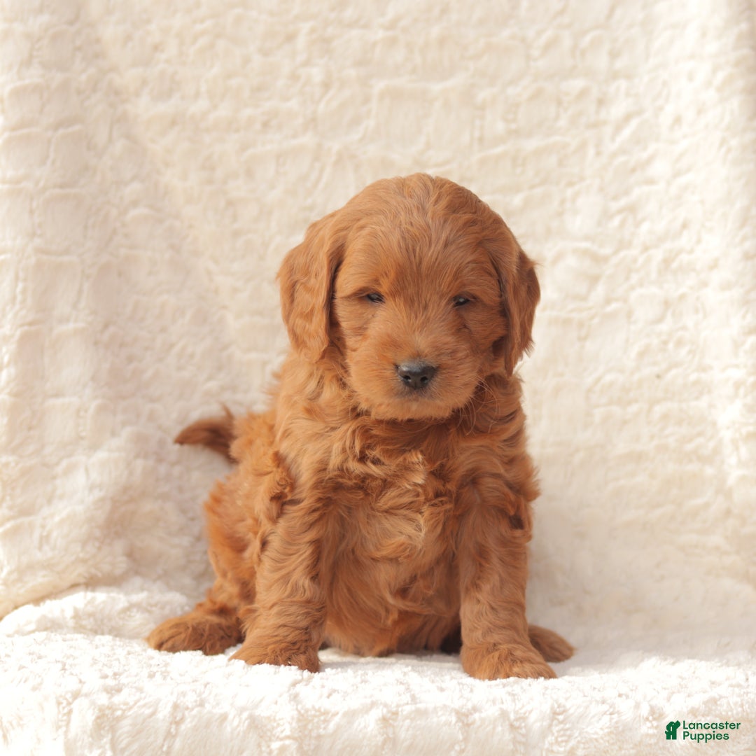 Mini Goldendoodle dogs for sale: Champ - Ad 2
