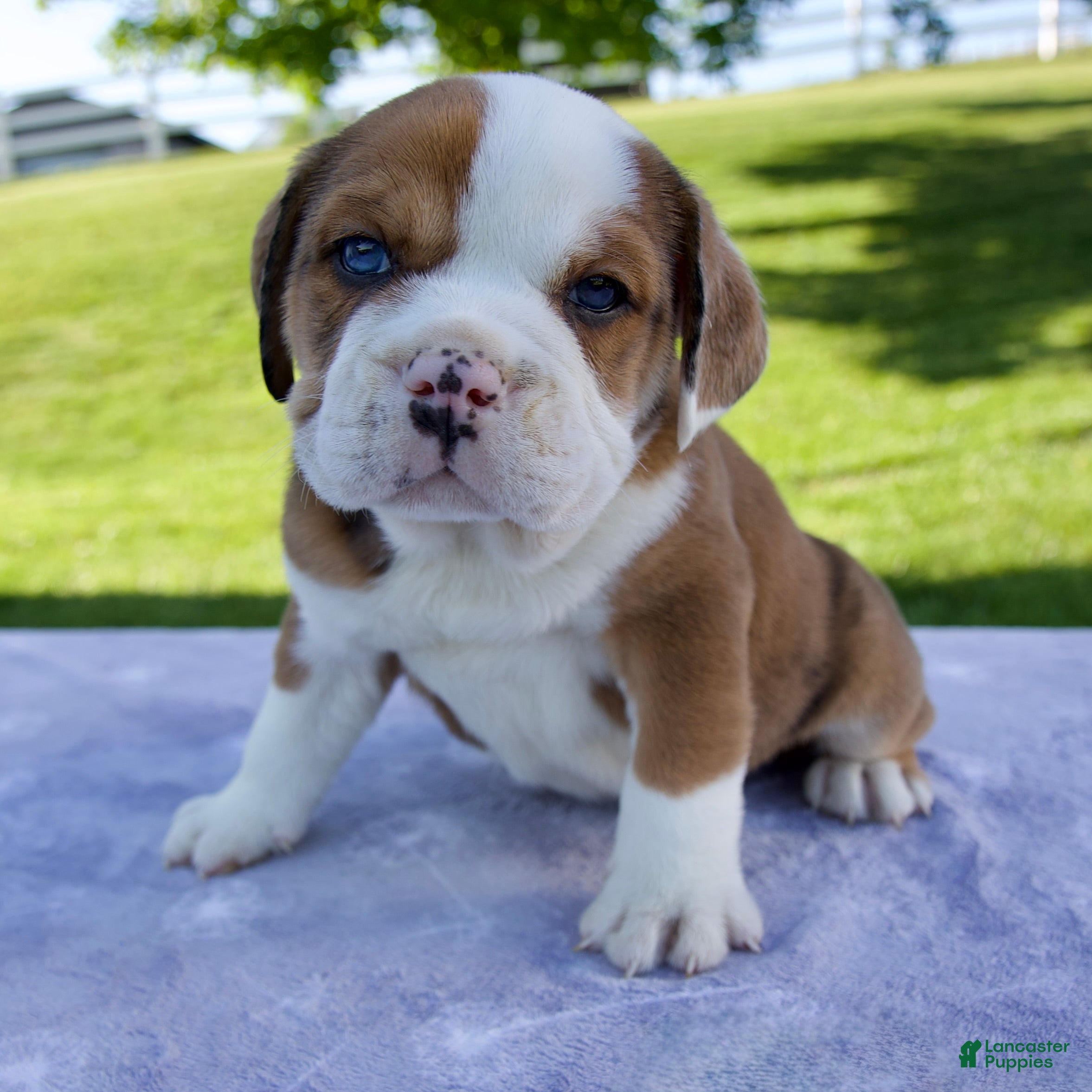 Beabull dogs Cole - Ad 1