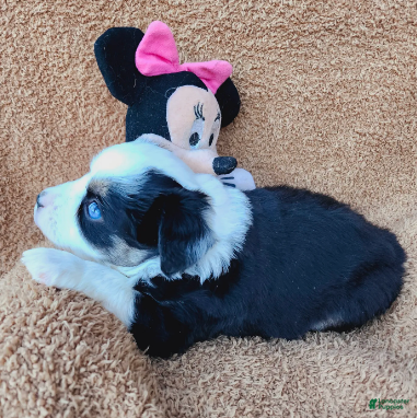 Miniature Australian Shepherd dogs Fanny Fay - Ad 2