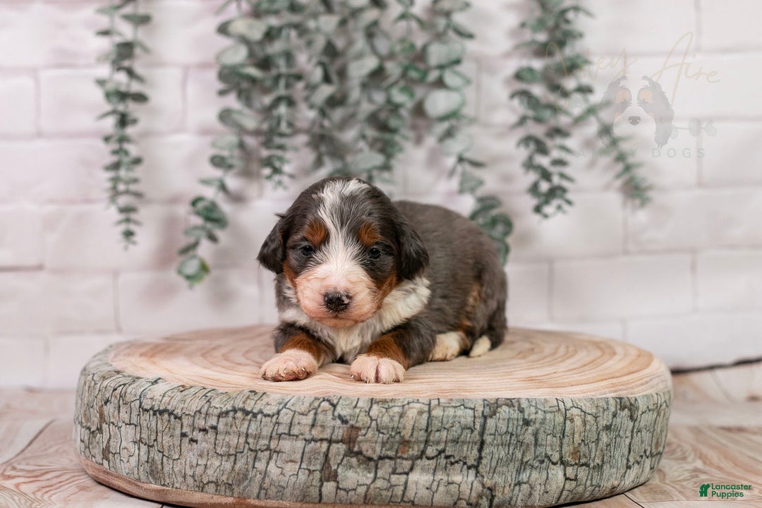 Bernedoodle dogs for sale: Nordic - Ad 14