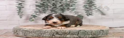 Bernedoodle dogs for sale: Nordic - Ad 6
