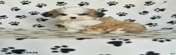 Shih Tzu dogs for sale: Princess - Ad 1