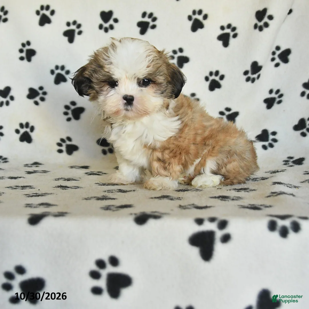 Shih Tzu dogs for sale: Princess - Ad 1